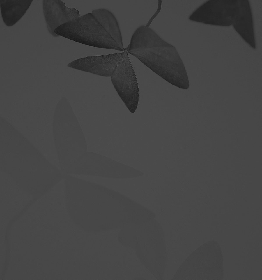 Monochromatic leaves against a dark background.